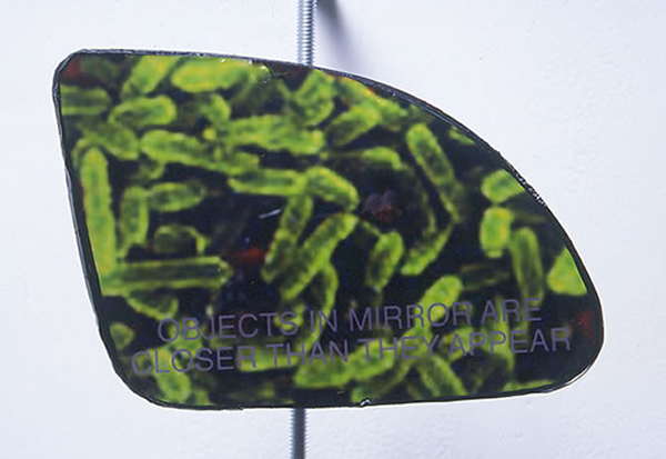 Bacteria_full